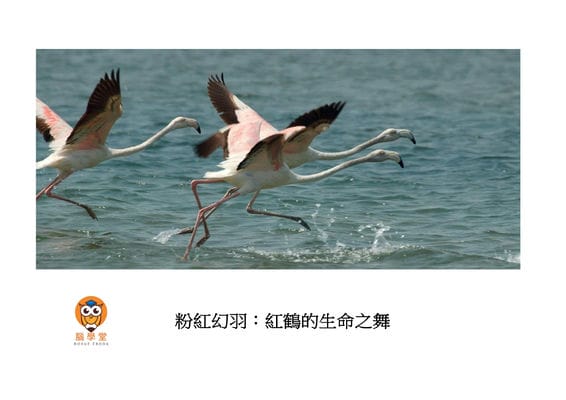粉紅幻羽[有聲書]:紅鶴的生命之舞 出版公司:好書多教育科技有限公司 作者:安妮塔. 馬尼 (Anita Mani) 類型:親子童書-兒童繪本 有聲書(含PDF電子書) 繁體中文版